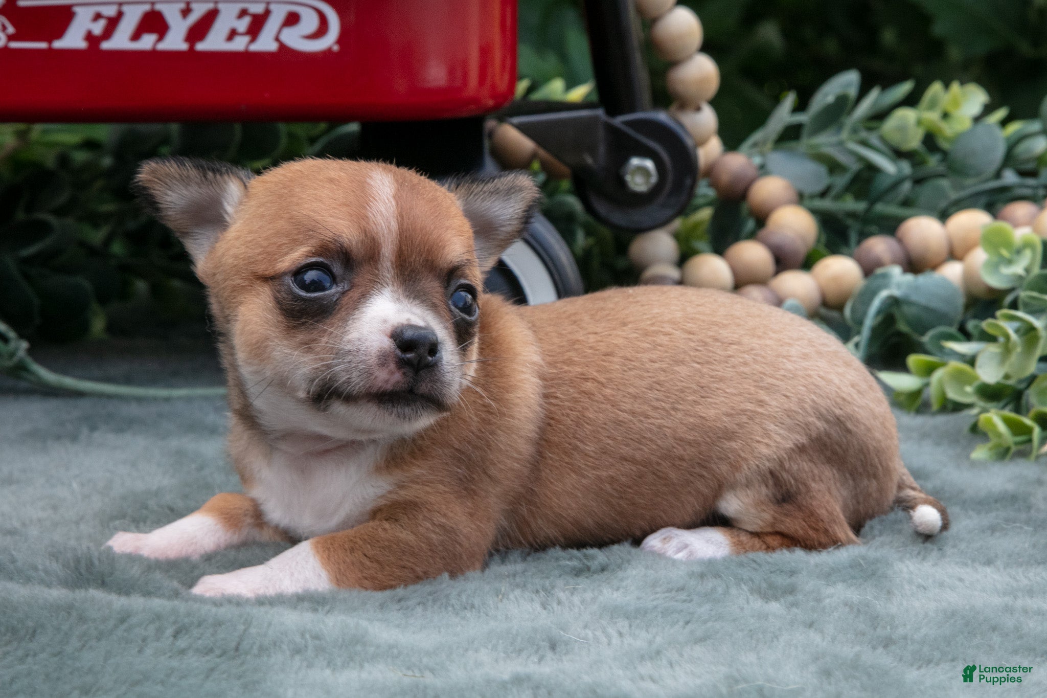 Chihuahua dogs Haley - Ad 1