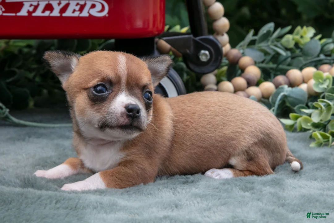 Chihuahua dogs for sale: Haley - Ad 1