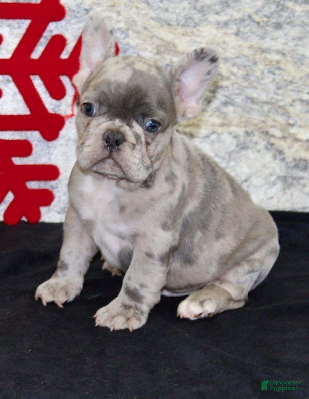 French Bulldog dogs for sale: Riley - Ad 3