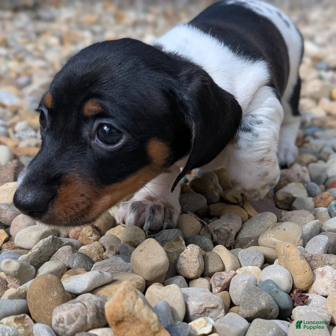 Miniature Dachshund dogs for sale: Maple - Ad 1