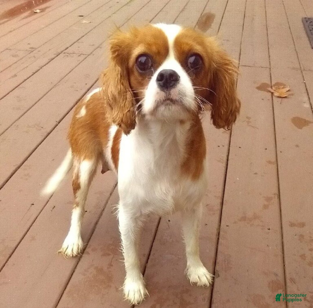 Cavapoo dogs for sale: Finley - Ad 11