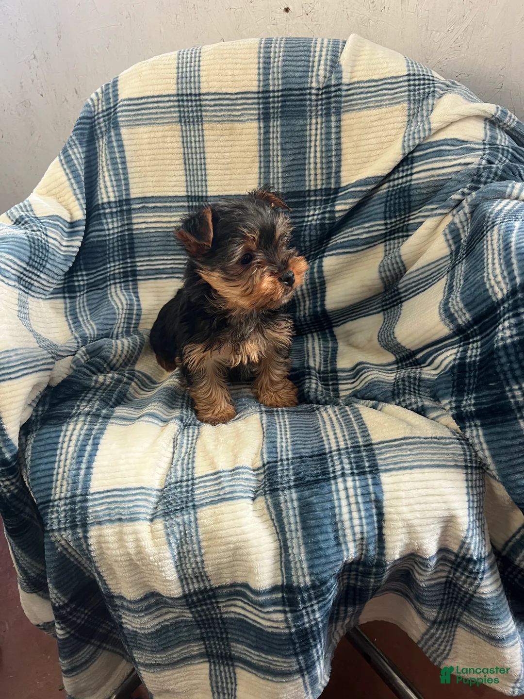 Yorkshire Terrier dogs for sale: Walter - Ad 5