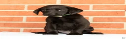 Labrador Retriever dogs for sale: Bailey - Ad 8
