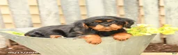 Cavalier King Charles Spaniel dogs for sale: Sunshine - Ad 5