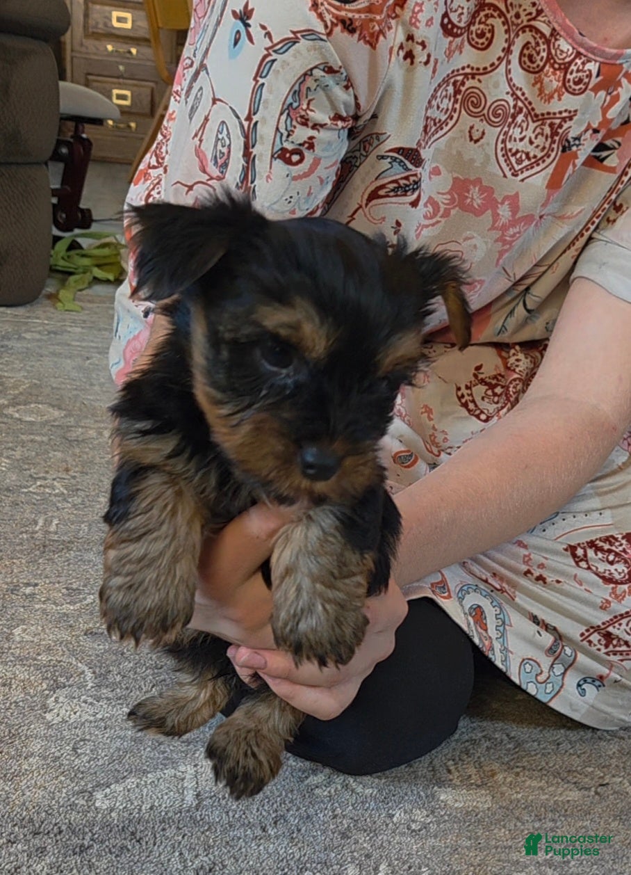 Yorkshire Terrier dogs Piper - Ad 2