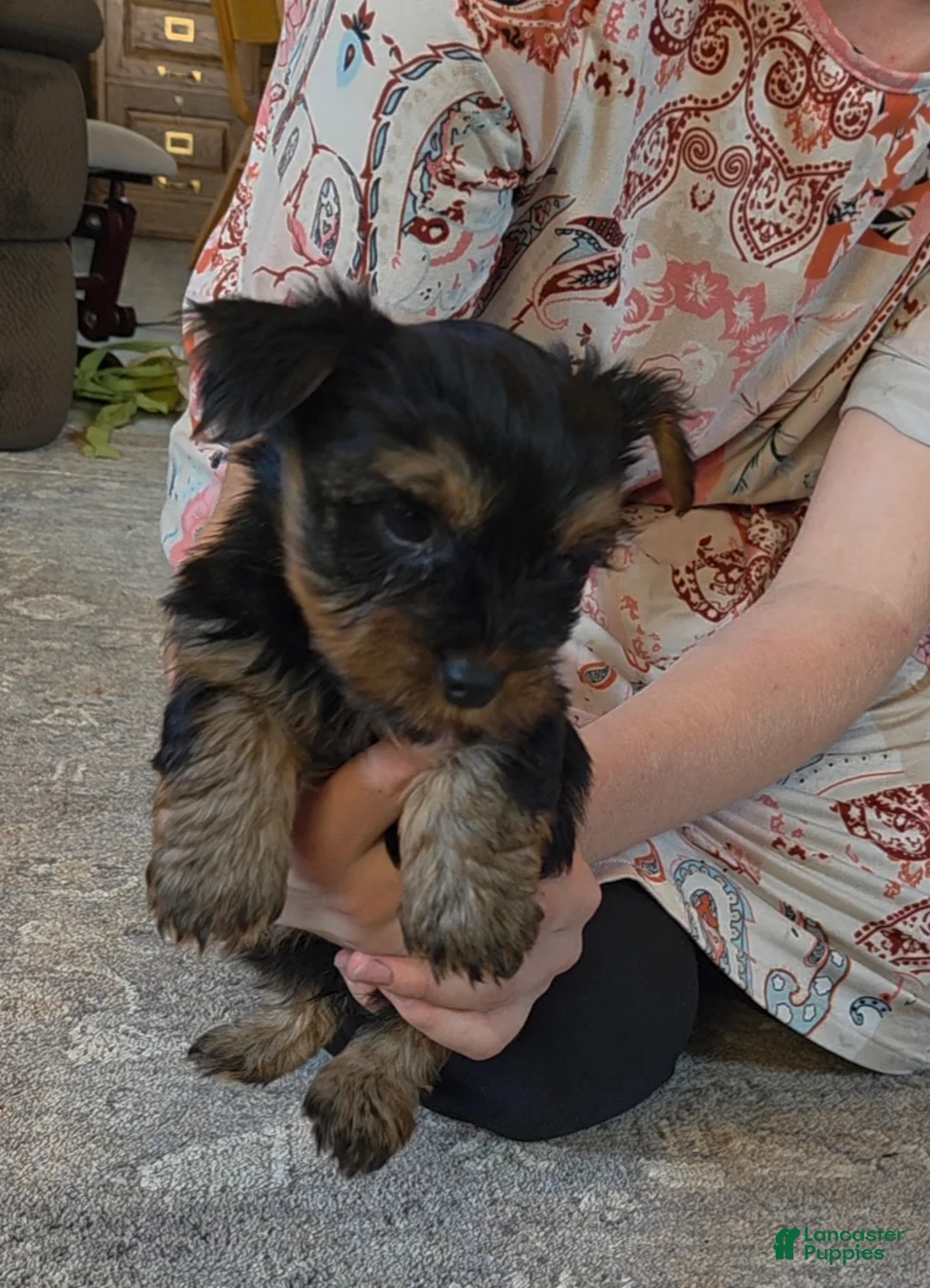 Yorkshire Terrier dogs for sale: Piper - Ad 2