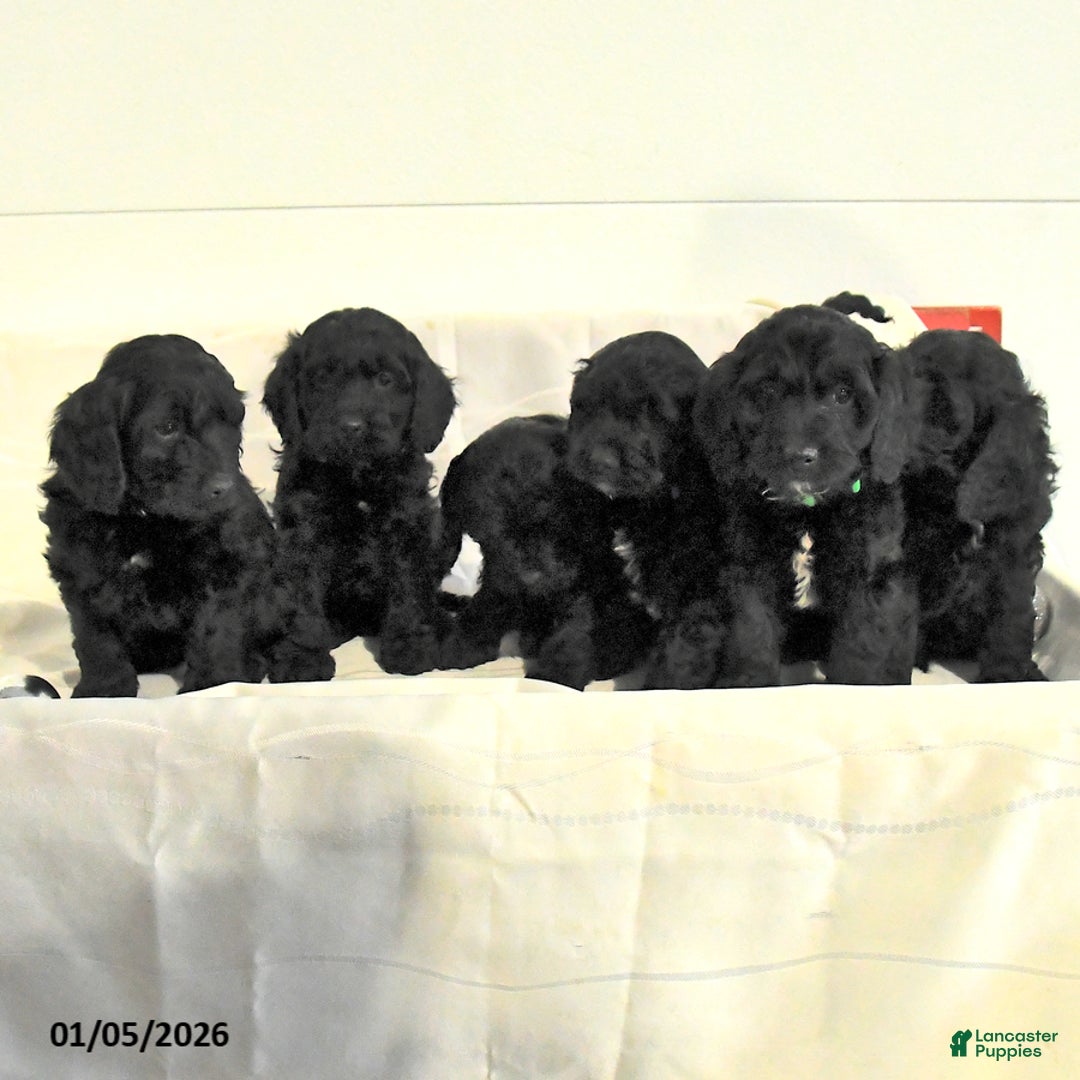 Cockapoo dogs for sale: Barkley - Ad 5