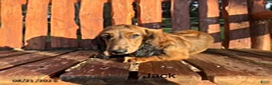 Jack
