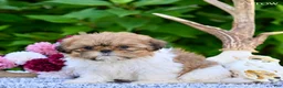 Shih Tzu dogs for sale: Arrow - Ad 7