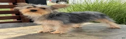 Yorkshire Terrier dogs for sale: Anita - Ad 6