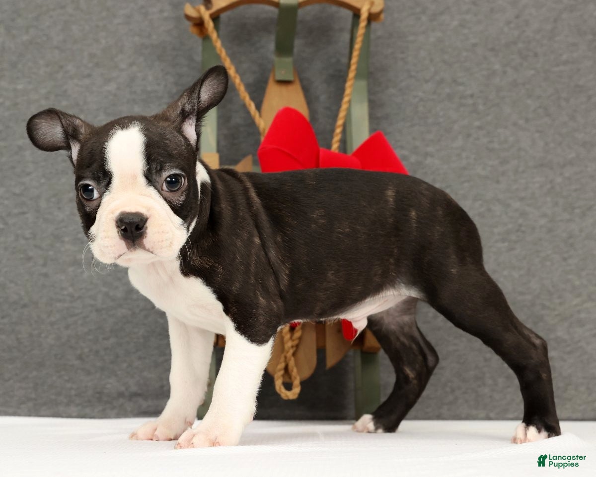 Boston Terrier dogs Flash - Ad 12
