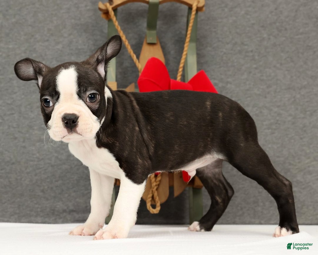 Boston Terrier dogs for sale: Flash - Ad 1