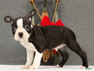Boston Terrier dogs Flash - Ad 12
