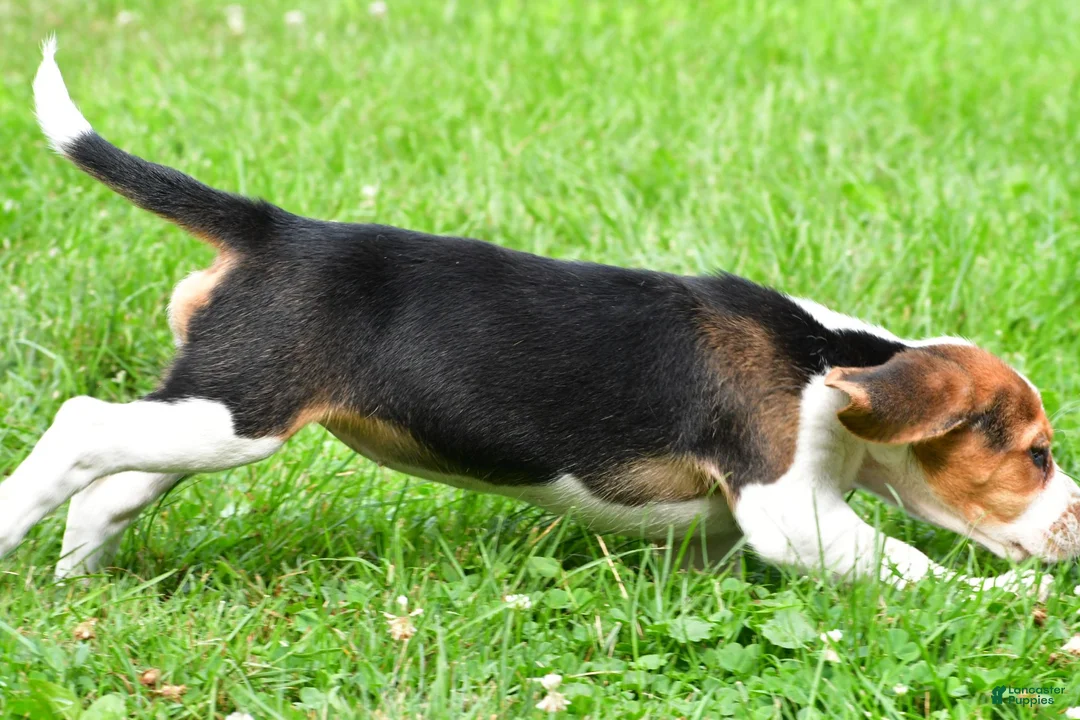 Beagle dogs for sale: Piper - Ad 14