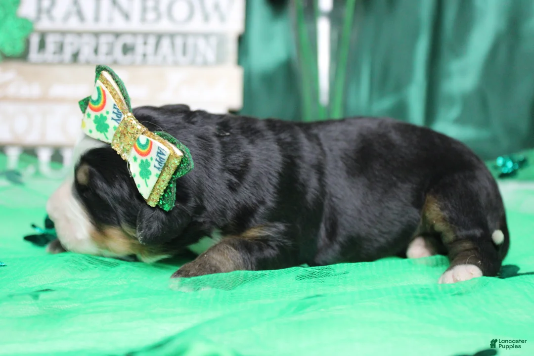 Bernese Mountain Dog dogs for sale: Olive  - Ad 7