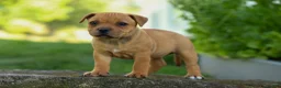 Staffordshire Bull Terrier dogs for sale: Mia Belle 🌸 - Ad 9
