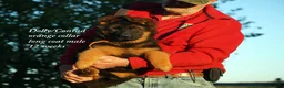 German Shepherd dogs for sale: Long coat black/red german shepherd male (Dolly/Conrad litter) - Ad 2