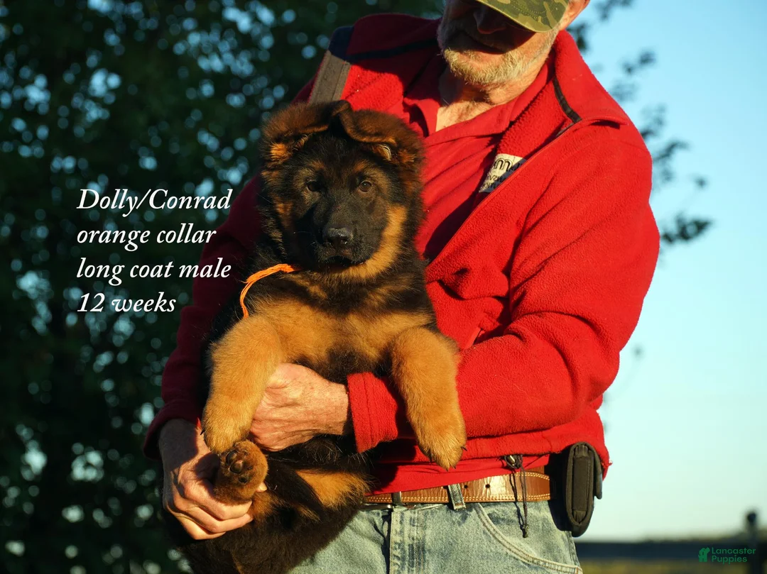 German Shepherd dogs for sale: Long coat black/red german shepherd male (Dolly/Conrad litter) - Ad 2