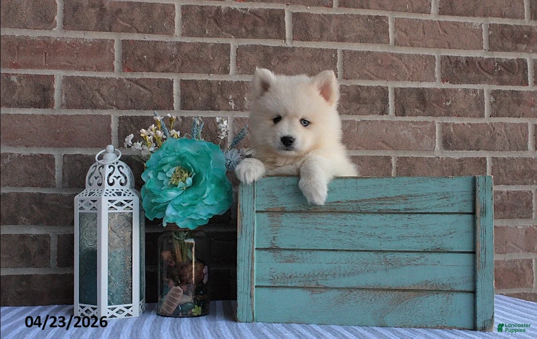 Pomsky dogs for sale: Piper - Ad 1