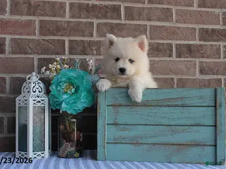 Pomsky dogs for sale: Piper - Ad 1