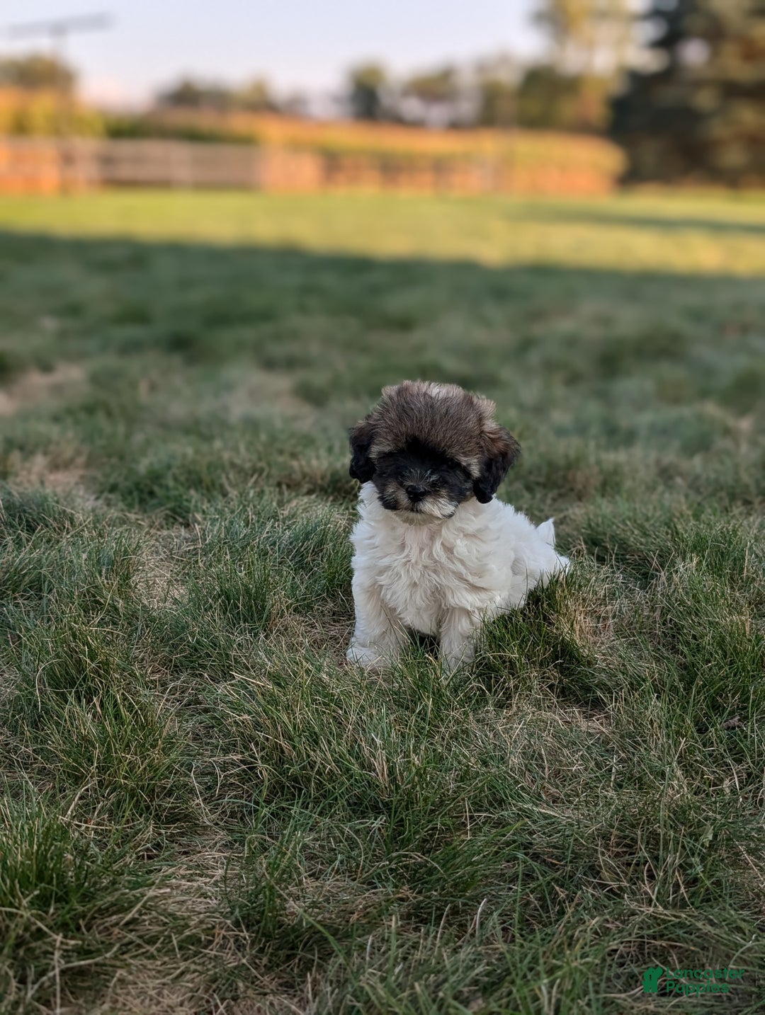 Havapoo dogs for sale: Sassy - Ad 5