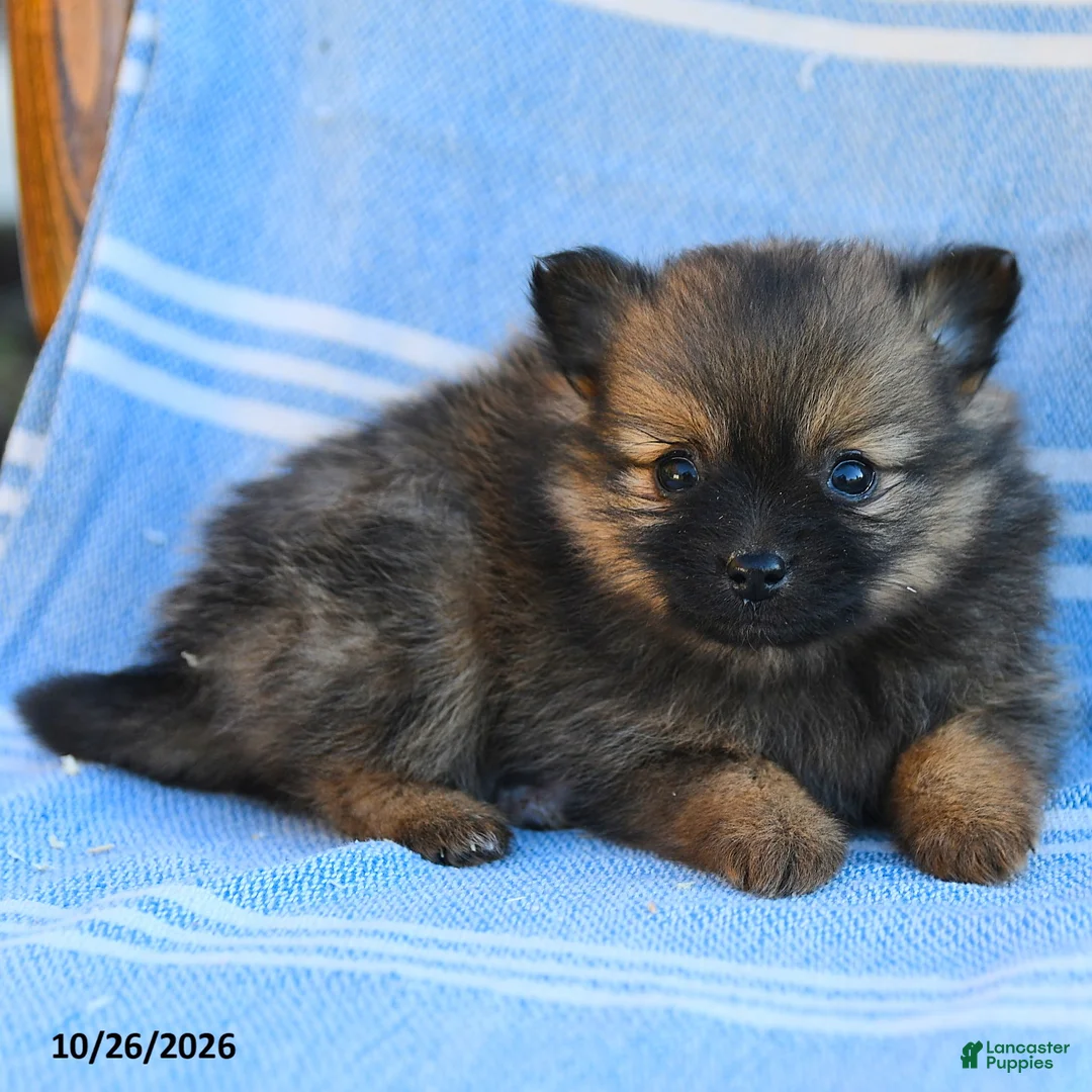 Cavapoo dogs for sale: Cinnamon - Ad 2