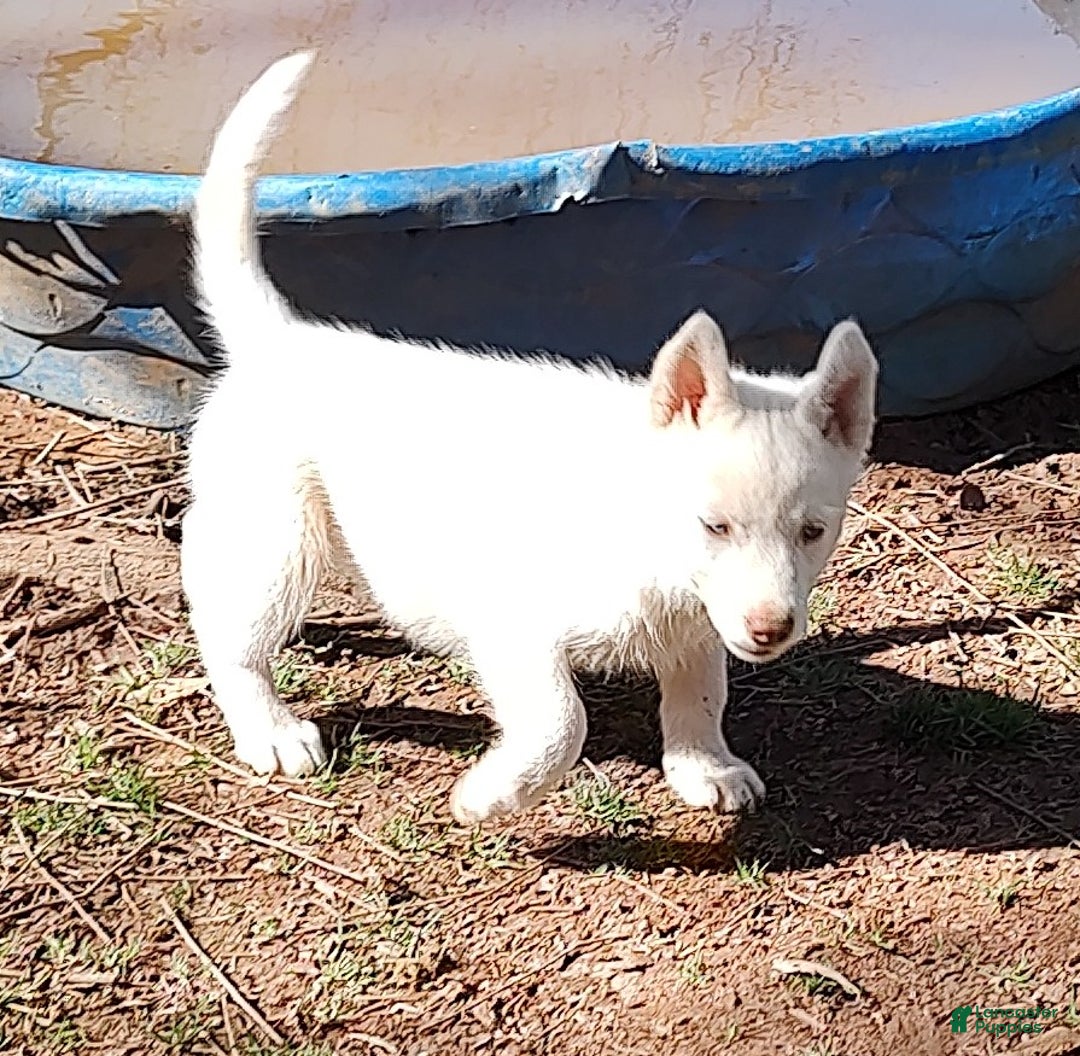 Siberian Husky dogs for sale: Siberian Husky Puppy 3 - Ad 4