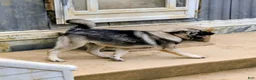 Norwegian Elkhound dogs for sale: RED COLLAR - Ad 3
