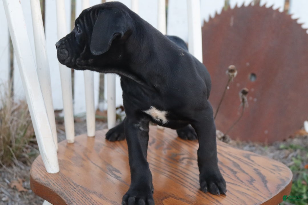 Cane Corso dogs for sale: Belinda - Ad 4