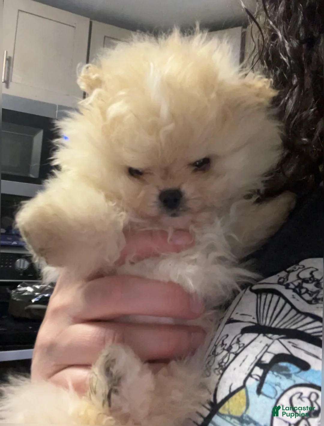 Pomeranian dogs for sale: Pomeranian Puppy 4 - Ad 2
