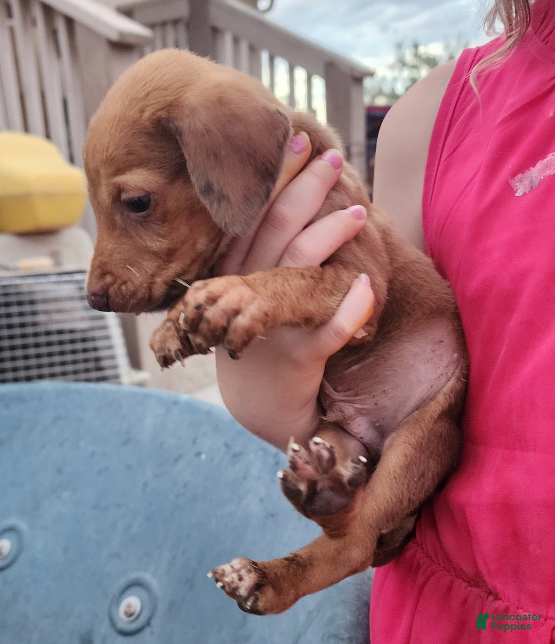 Mixed Breed dogs for sale: Reddish Fawn Merle M RT - Ad 9