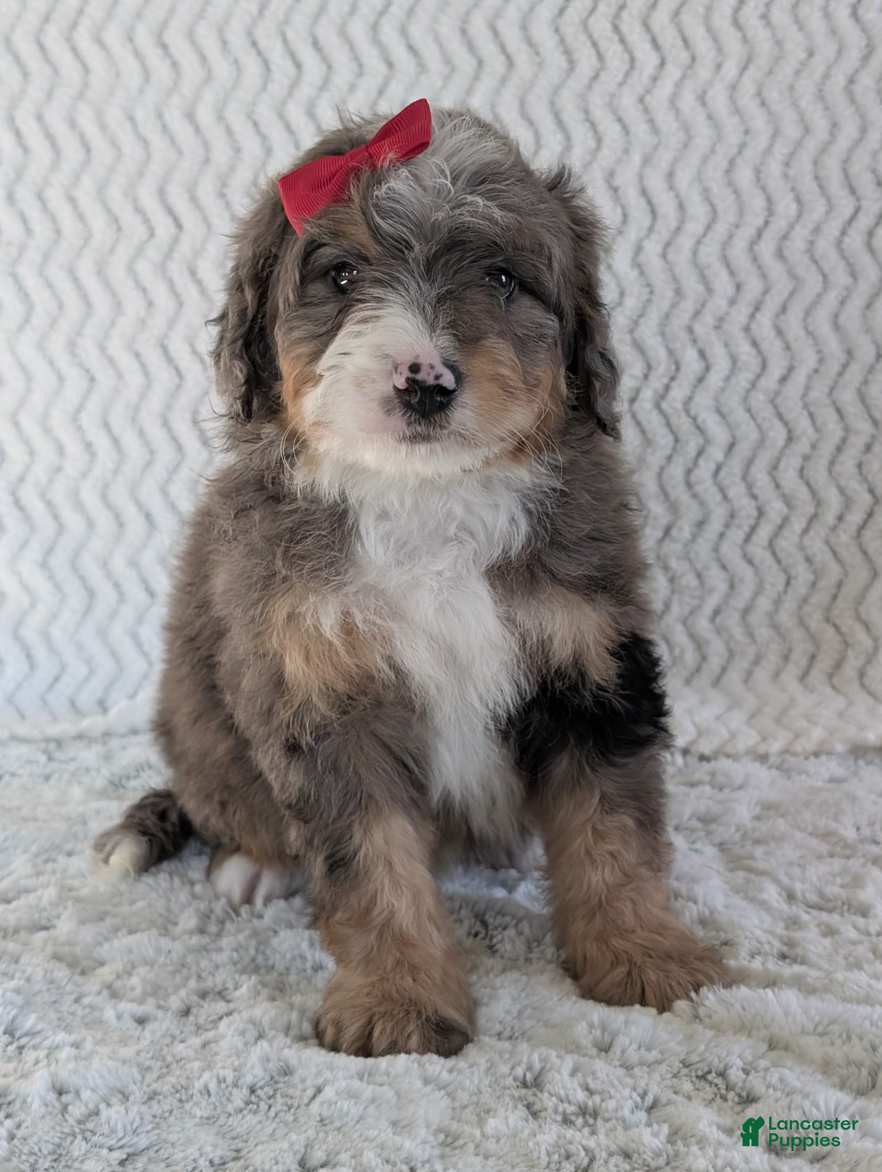 Mini Bernedoodle dogs Mini Banks  - Ad 6