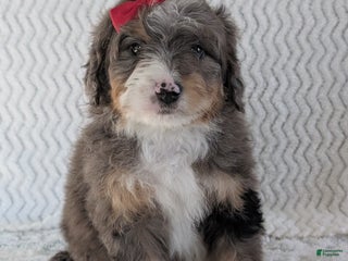 Mini Bernedoodle dogs Mini Banks - Ad 11