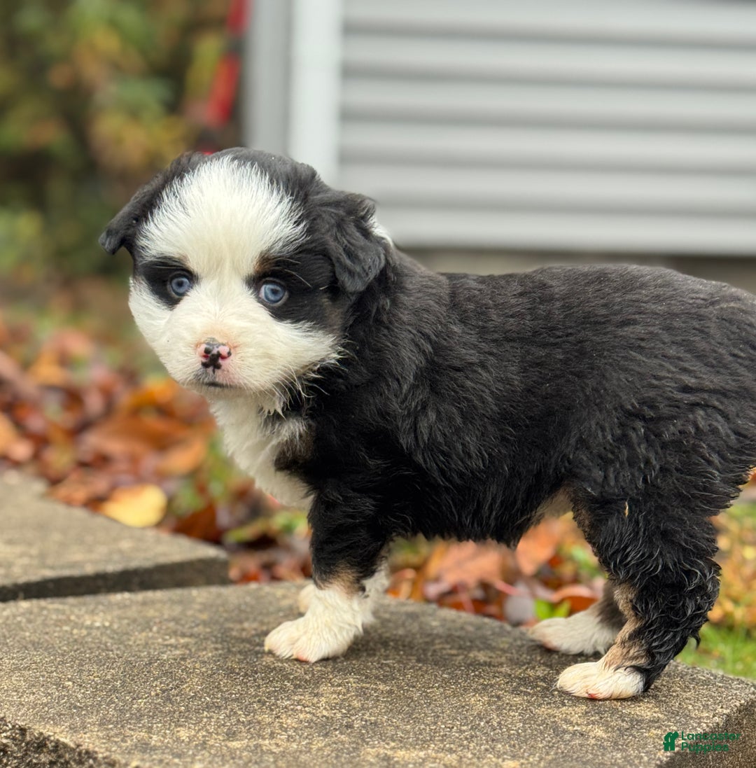 Miniature Australian Shepherd dogs for sale: Miniature Australian Shepherd Puppy 1 - Ad 2
