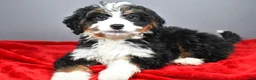 Mini Bernedoodle dogs for sale: Emma - Ad 1