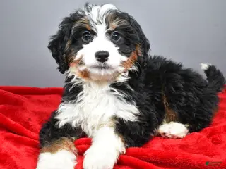 Mini Bernedoodle dogs Emma - Ad 30