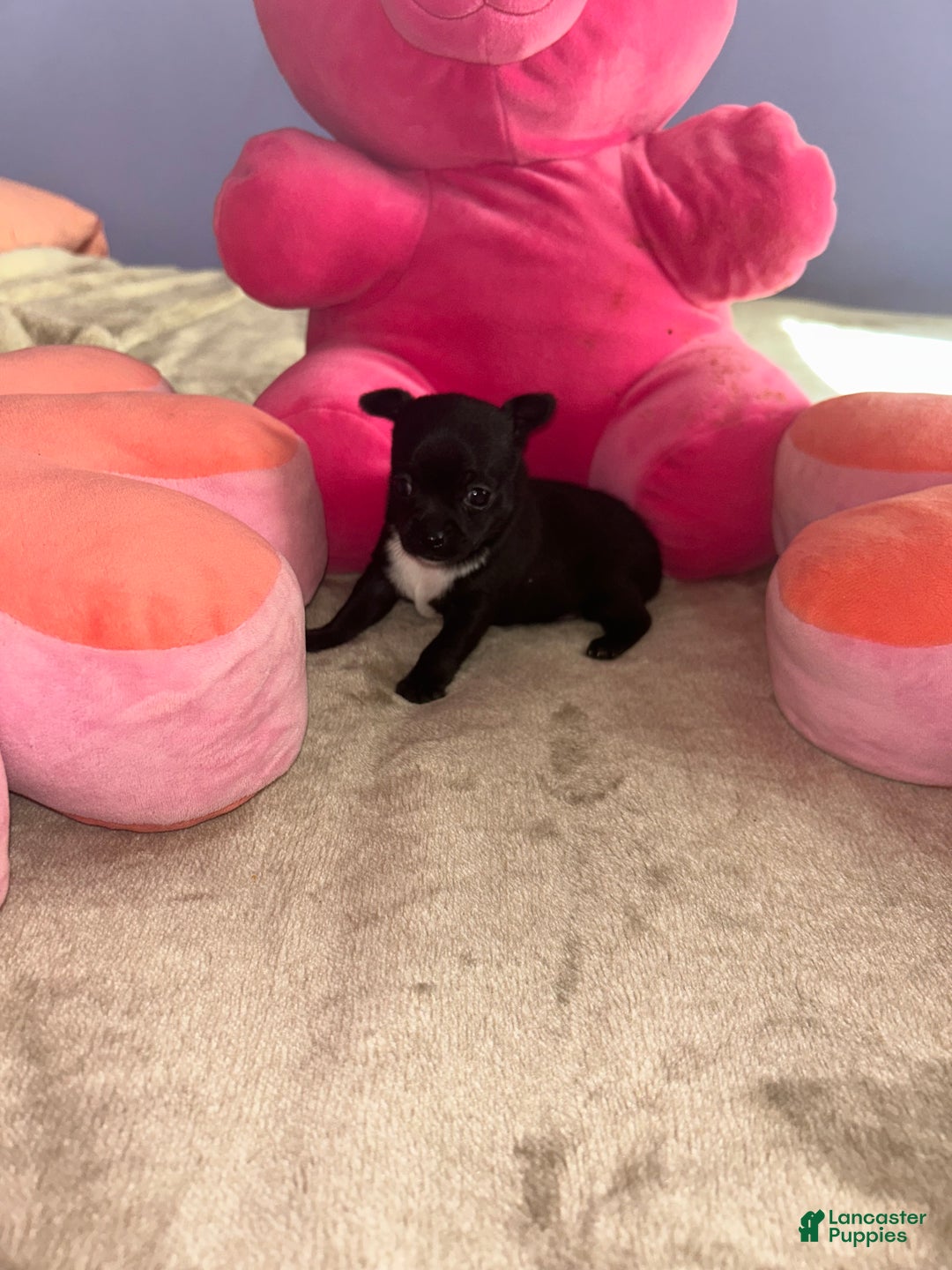 Chihuahua dogs for sale: Gordo - Ad 4