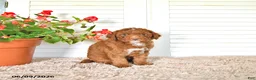Mini Goldendoodle dogs for sale: Omar - Ad 3