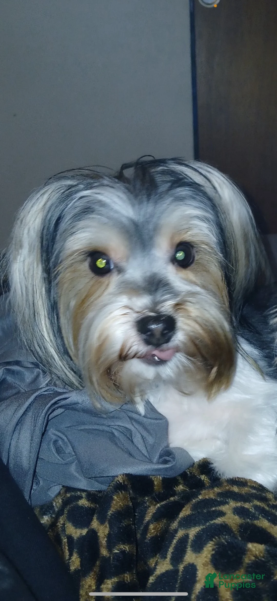 Yorkshire Terrier dogs for sale: Yorkshire Terrier 2 - Ad 2