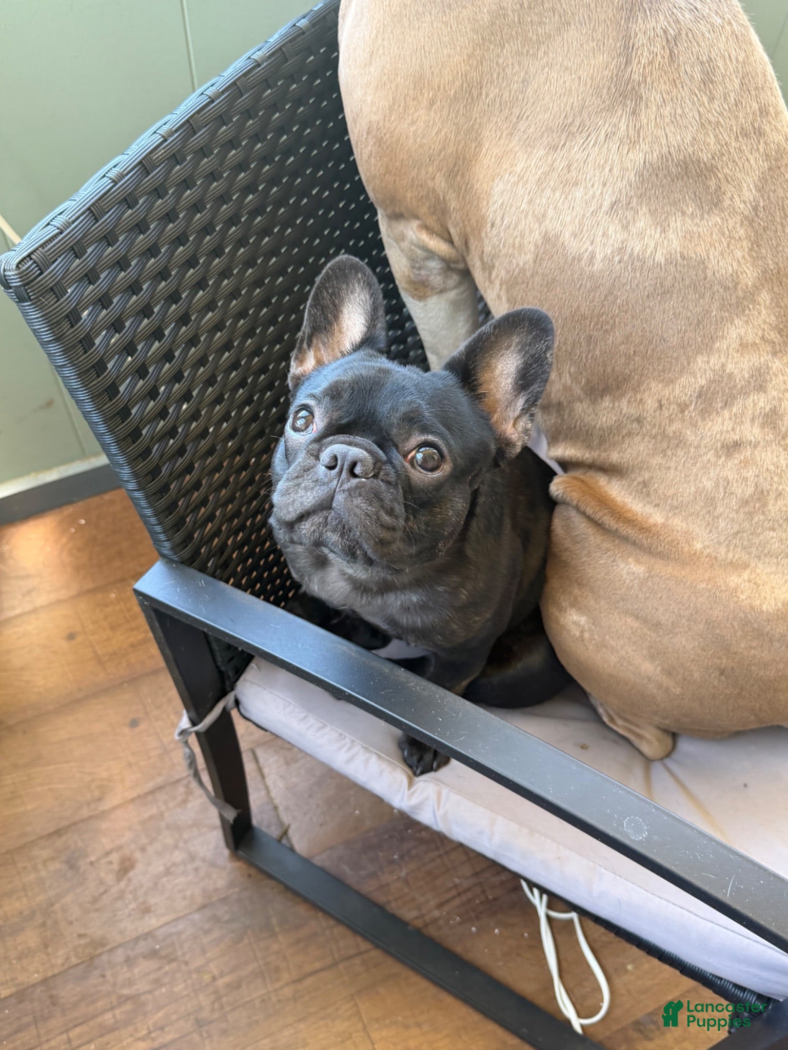 French Bulldog dogs Coca Cola - Ad 2