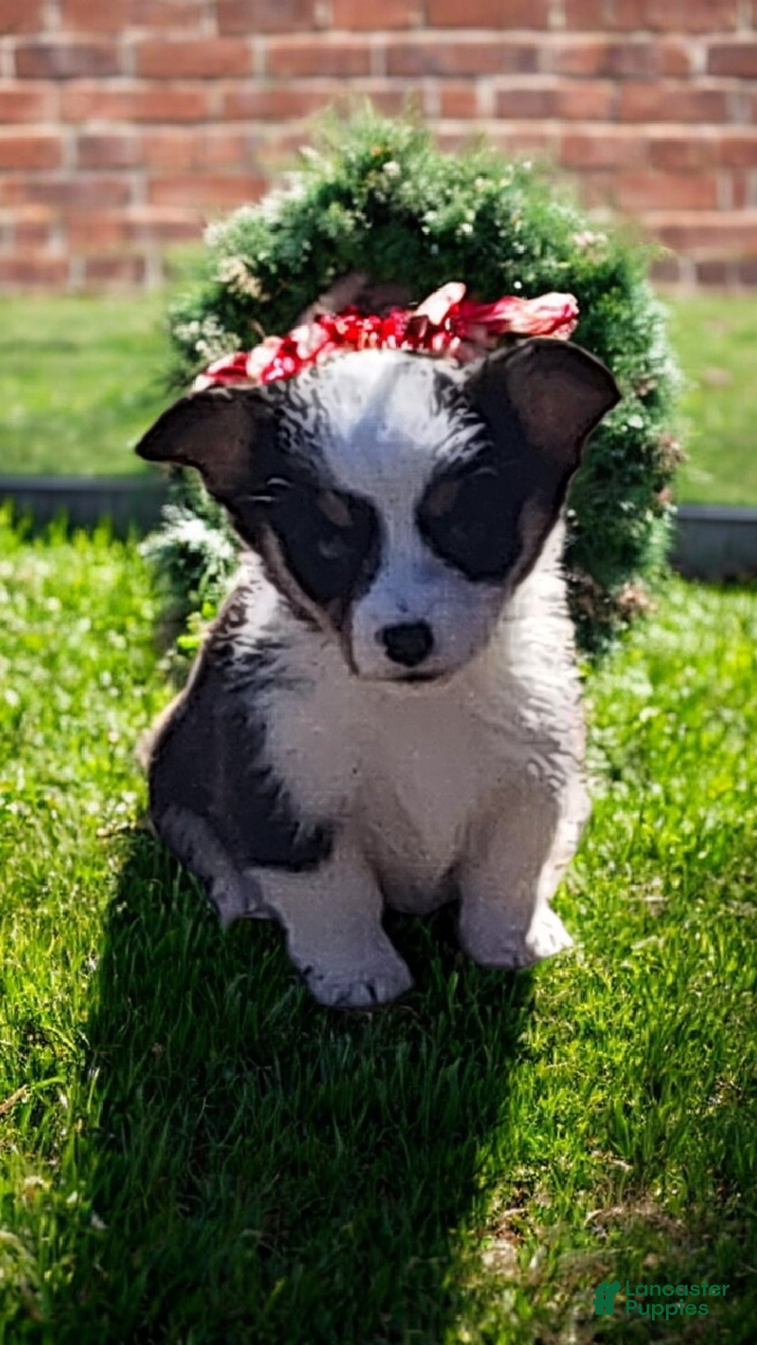 Welsh Corgi Pembroke dogs for sale: Bambi blue eye tri - Ad 5