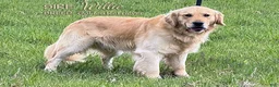 Golden Retriever dogs for sale: Lilac - Ad 6