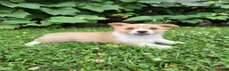 Welsh Corgi Pembroke dogs for sale: Abby - Ad 3