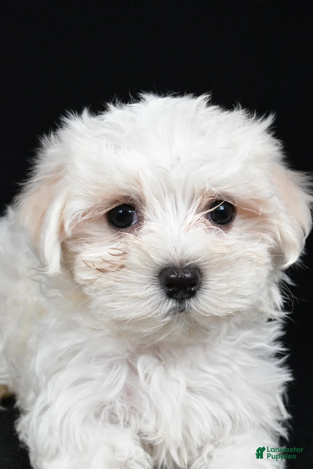 Maltese dogs for sale: Chloe - Ad 9