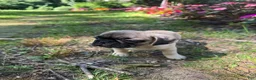Frug dogs for sale: Frug 1 - Ad 7