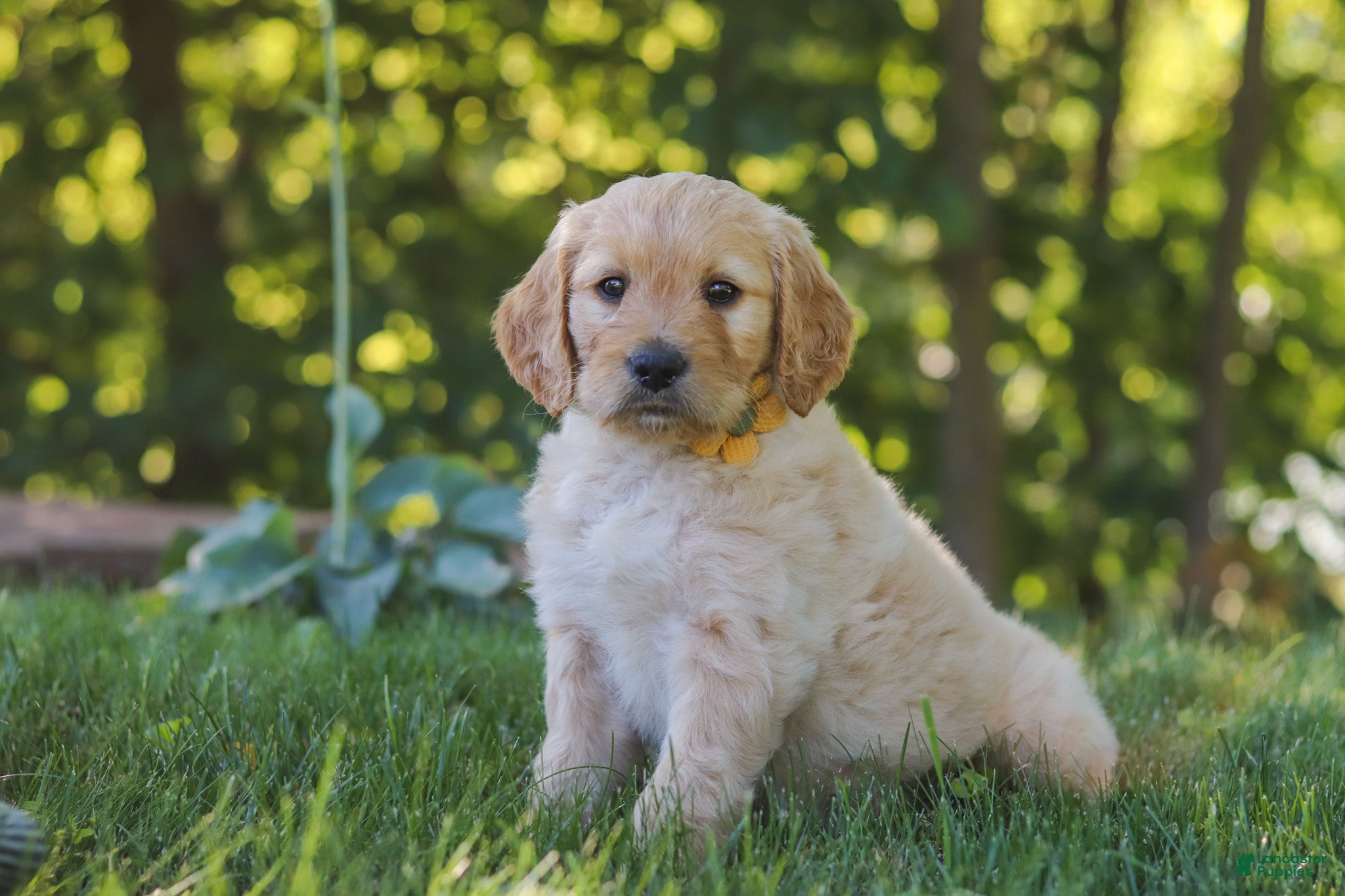 Mixed Breed dogs Jano - Ad 2