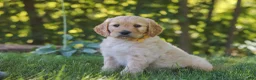 Mixed Breed dogs for sale: Jano - Ad 2