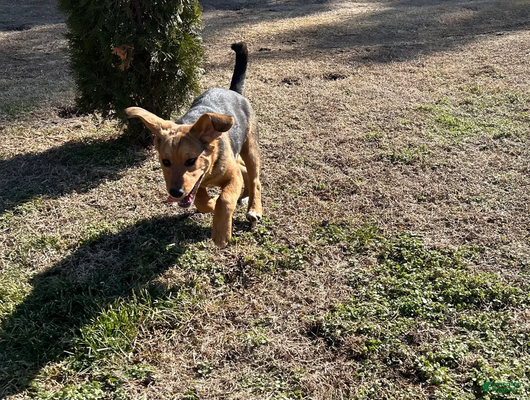 Mixed Breed dogs for sale: Mixed Breed Puppy 2 - Ad 2