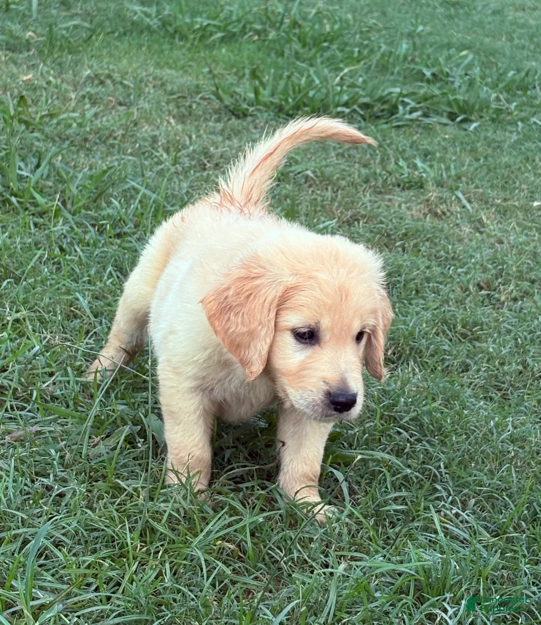 Golden Retriever dogs for sale: Kristoff - Ad 2