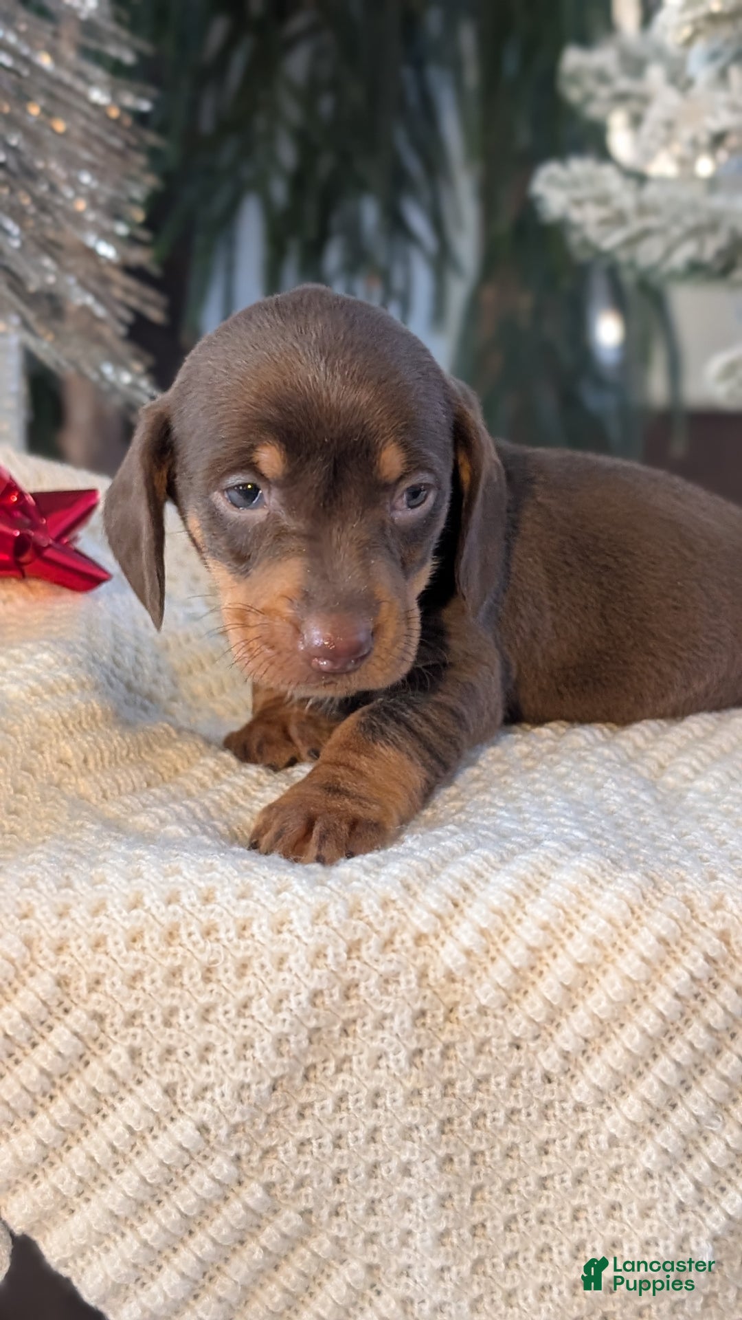 Miniature Dachshund dogs for sale: Finn - Ad 3